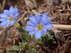 Gentiana sedifolia