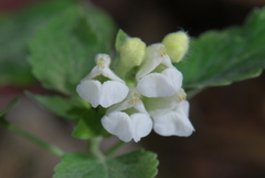 Scutellaria sieberi