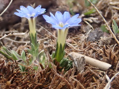 Gentiana sedifolia