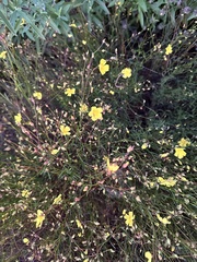 Crocanthemum aldersonii