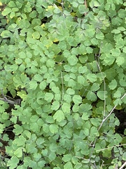 Thalictrum fendleri