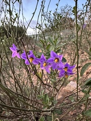 Solanum parishii