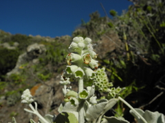 Sideritis brevicaulis