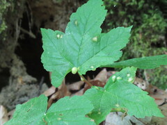 Pediaspis aceris