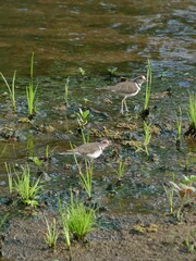 Charadrius tricollaris