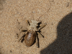 Enyaliopsis