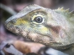 Lophosaurus spinipes