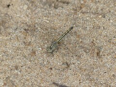 Brachythemis leucosticta