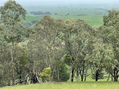 Eucalyptus pauciflora pauciflora