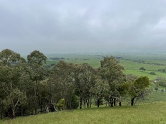 Eucalyptus pauciflora pauciflora