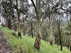 Eucalyptus pauciflora pauciflora