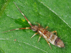 Orchesella flavescens