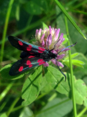 Zygaena viciae