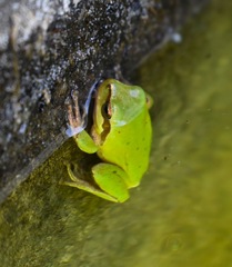 Hyla meridionalis