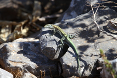 Anatololacerta pelasgiana