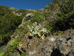 Sideritis brevicaulis