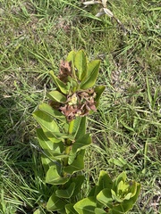 Pachycarpus asperifolius