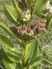Pachycarpus asperifolius