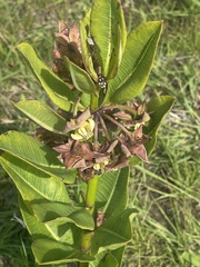 Pachycarpus asperifolius