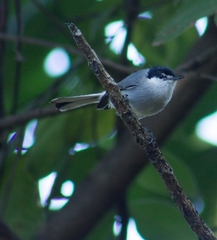 Polioptila albiloris