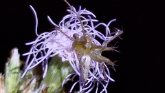 Oxyopes sertatus