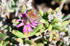 Delosperma