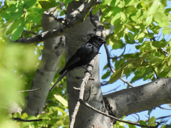 Melaenornis pammelaina