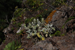 Sideritis brevicaulis