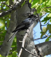 Melaenornis pammelaina