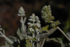 Sideritis brevicaulis