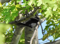 Melaenornis pammelaina
