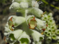 Sideritis brevicaulis