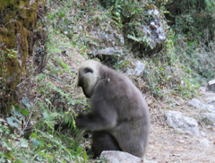 Semnopithecus schistaceus