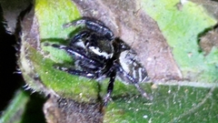Carrhotus sannio