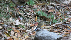 Tarsiger rufilatus