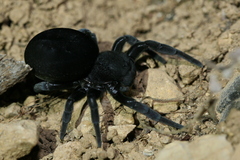 Eresus walckenaeri