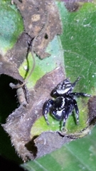Carrhotus sannio