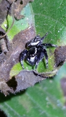 Carrhotus sannio