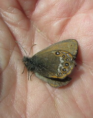 Coenonympha hero
