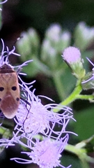 Physopelta quadriguttata