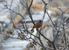 Phoenicurus frontalis