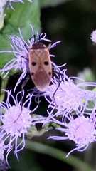 Physopelta quadriguttata