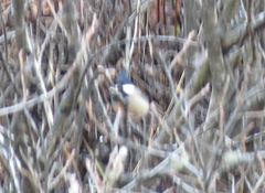 Periparus rubidiventris