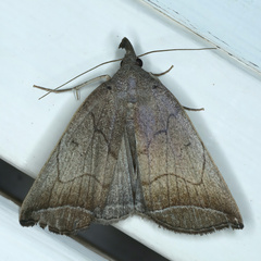 Simplicia armatalis