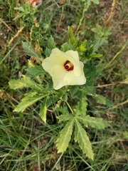 Abelmoschus esculentus