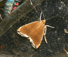 Lepidoptera