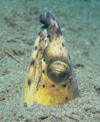 Ophichthus altipennis