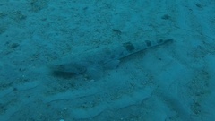 Platycephalus westraliae