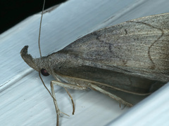 Simplicia armatalis