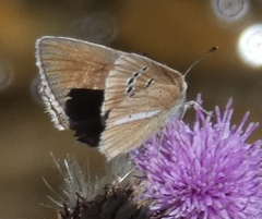 Polyommatus damon